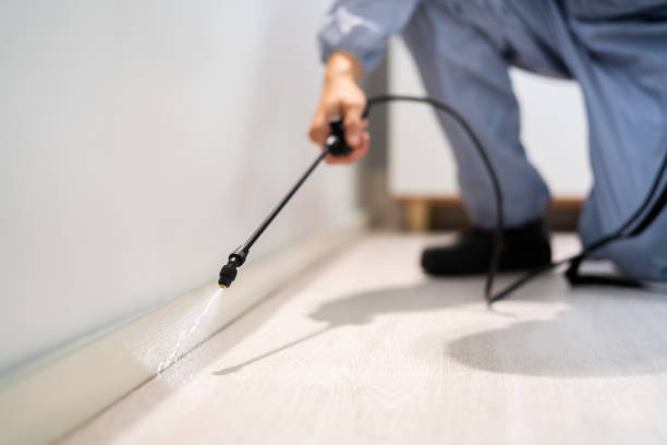 Licensed Ant Control service in Davison, MI - Nex Pest Control